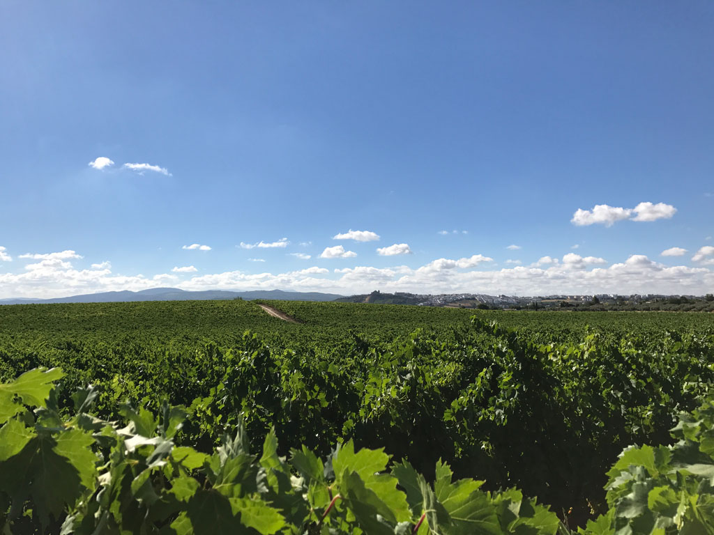 Viñedos en Montilla-Moriles